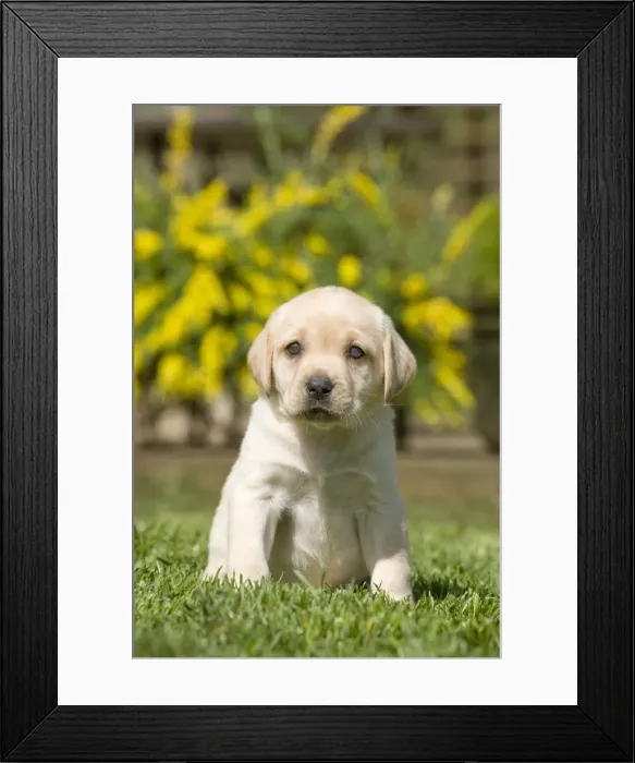 Framed Print : Dog - Labrador puppy Framed Print : Dog - Labrador puppy