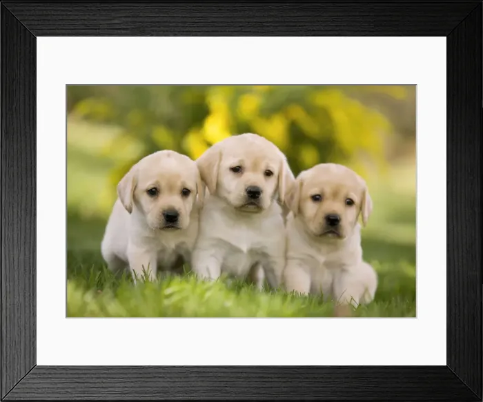 Framed Print : Dog - Labrador puppies Framed Print : Dog - Labrador puppies