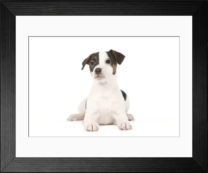 Framed Print : Dog - Jack Russell puppy in studio Framed Print : Dog - Jack Russell puppy in studio