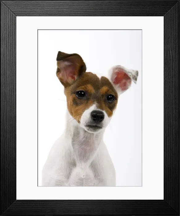 Framed Print : Jack Russell Dog - puppy (4 months) Framed Print : Jack Russell Dog - puppy (4 months)