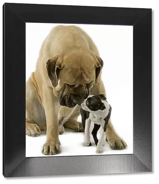 Dog - Boston Terrier - with Mastiff Dog