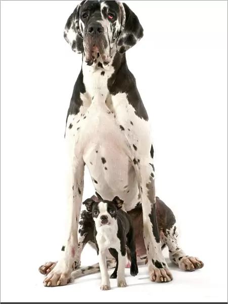 Dog - Boston Terrier - with Great Dane