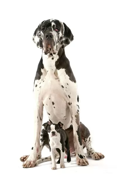 Dog - Boston Terrier - with Great Dane