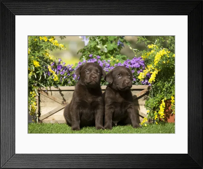 Framed Print : Dog - Chocolate Labrador puppies Framed Print : Dog - Chocolate Labrador puppies