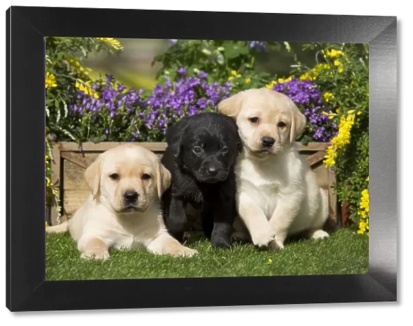 Dog - Yellow and Black Labrador puppies