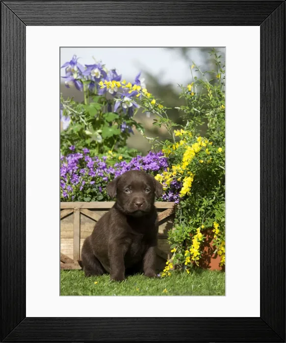 Framed Print : Dog - Chocolate Labrador puppy Framed Print : Dog - Chocolate Labrador puppy
