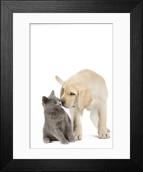 Framed Print : Dog and Cat - Yellow Labrador puppy with Chartreux kitten Framed Print : Dog and Cat - Yellow Labrador puppy with Chartreux kitten