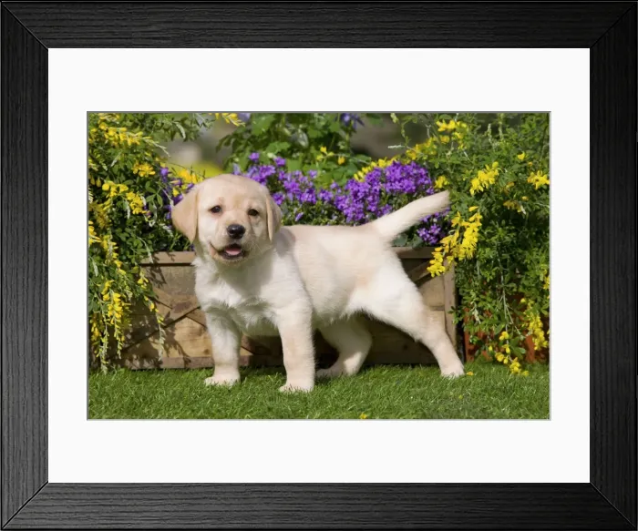 Framed Print : Dog - Yellow Labrador puppy Framed Print : Dog - Yellow Labrador puppy