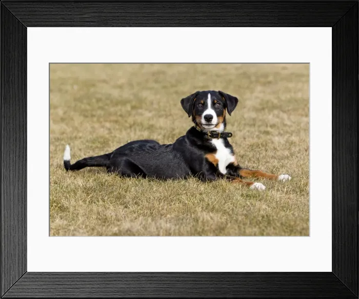 Framed Print : Dog - Appenzeller puppy - lying down on garden lawn - Lower Saxony - Germany Framed Print : Dog - Appenzeller puppy - lying down on garden lawn - Lower Saxony - Germany