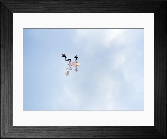 Framed Print : FLying Frog - Costa RIca Framed Print : FLying Frog - Costa RIca