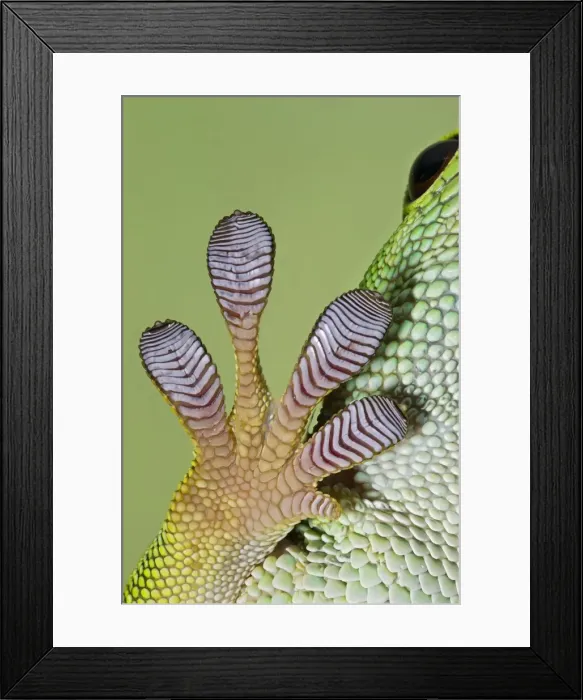 Framed Print : Day Gecko - close up of foot - controlled conditions 12967 Framed Print : Day Gecko - close up of foot - controlled conditions 12967