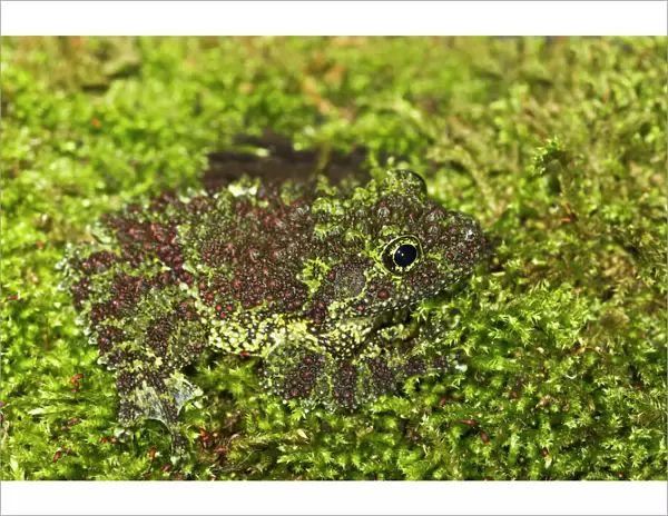 Vietnamese Mossy Frog - camouflaged in moss - controlled conditions 14489