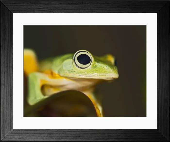 Framed Print : Wallaces Tree Frog / Flying Frog - close up - controlled conditions 15281 Framed Print : Wallaces Tree Frog / Flying Frog - close up - controlled conditions 15281