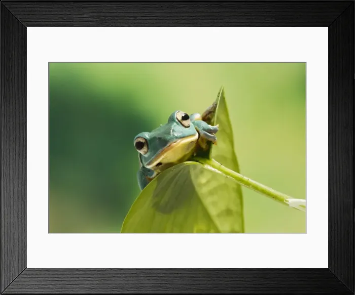 Framed Print : Blanford Tree Frog - on leaf - Controlled conditions 15308 Framed Print : Blanford Tree Frog - on leaf - Controlled conditions 15308