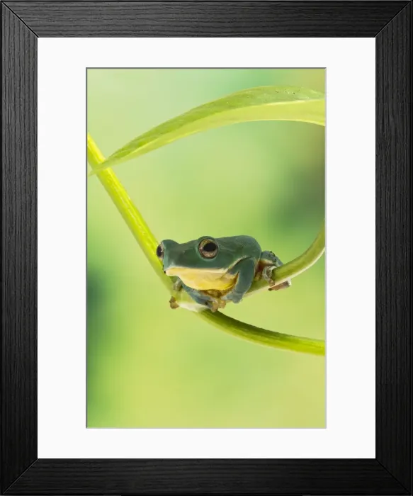 Framed Print : Blanford Tree Frog - gripping plant stem - Controlled conditions 15312 Framed Print : Blanford Tree Frog - gripping plant stem - Controlled conditions 15312