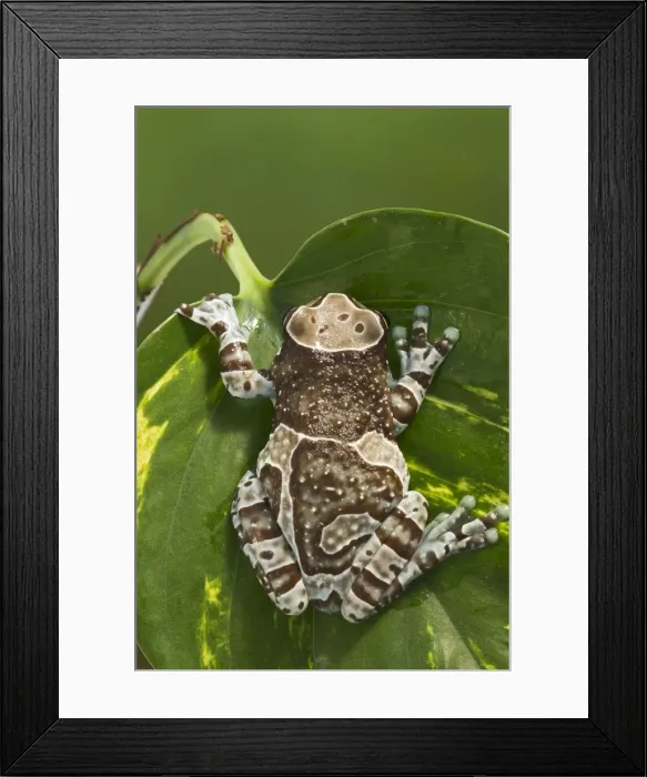 Framed Print : Milky Tree Frog - on leaf 15328