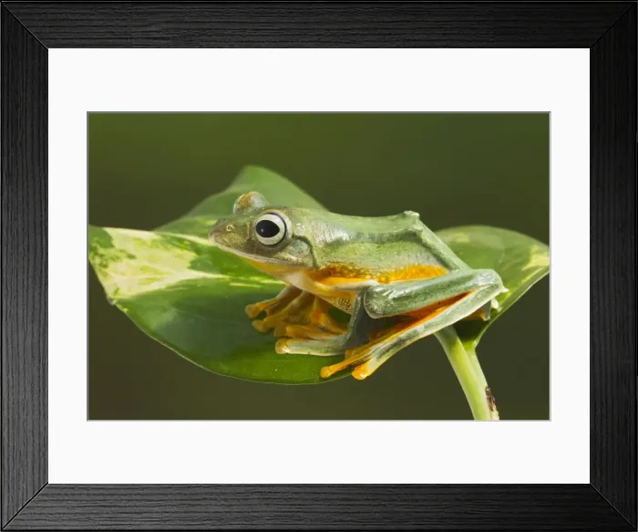 Framed Print : Wallaces Tree Frog / Flying Tree Frog - on leaf - Controlled conditions 15337 Framed Print : Wallaces Tree Frog / Flying Tree Frog - on leaf - Controlled conditions 15337