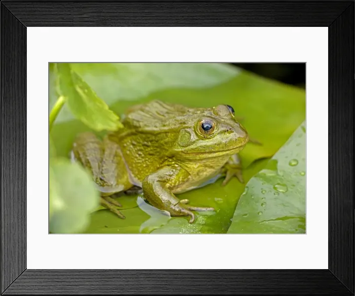 Framed Print : Chiricahua Leopard Frog / Ramsey Canyon Leopard Frog - Arizona - USA - IUCN vulnerable - protected under Arizona state law - declining populations due to habitat loss and disease Framed Print : Chiricahua Leopard Frog / Ramsey Canyon Leopard Frog - Arizona - USA - IUCN vulnerable - protected under Arizona state law - declining populations due to habitat loss and disease