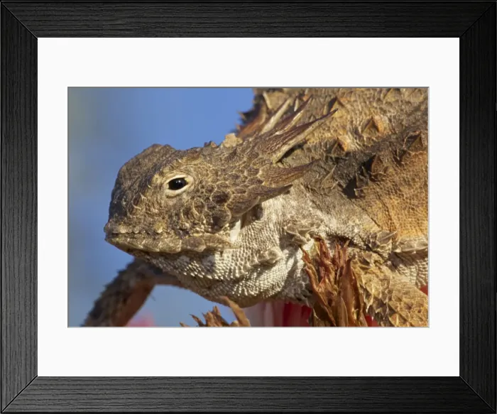 Framed Print : Regal Horned Lizard - Sonoran desert - Arizona - USA