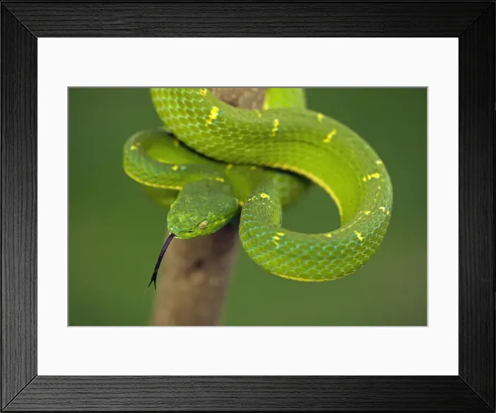 Framed Print : Side-striped Palm-pitviper - Arboreal - Venomous - Captive - Costa Rica Framed Print : Side-striped Palm-pitviper - Arboreal - Venomous - Captive - Costa Rica