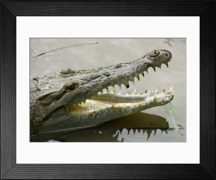 Framed Print : American Crocodile - Tropical rainforest - Costa Rica Framed Print : American Crocodile - Tropical rainforest - Costa Rica