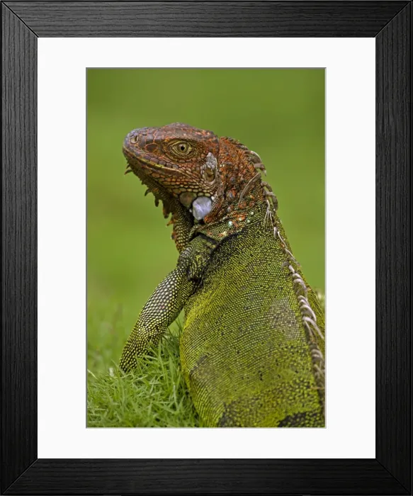 Framed Print : Green Iguana - Tropical rainforest - Costa Rica Framed Print : Green Iguana - Tropical rainforest - Costa Rica