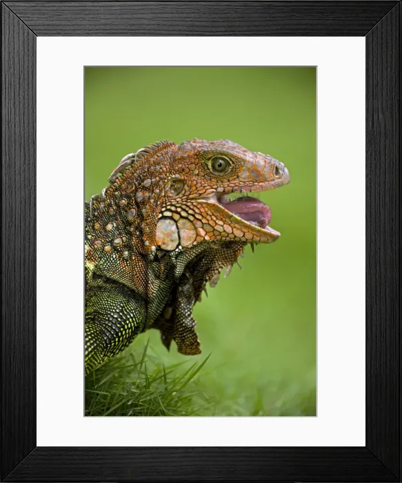Framed Print : Green Iguana - Tropical rainforest - Costa Rica Framed Print : Green Iguana - Tropical rainforest - Costa Rica