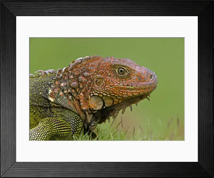 Framed Print : Green Iguana - Tropical rainforest - Costa Rica Framed Print : Green Iguana - Tropical rainforest - Costa Rica