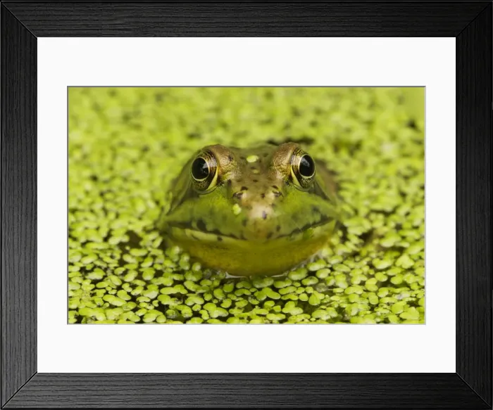 Framed Print : Green Frog - in duckweed - New York - USA