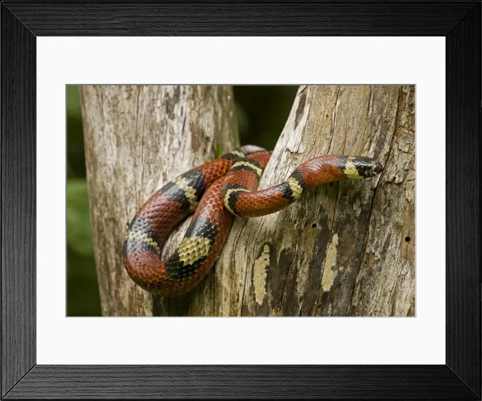 Framed Print : Tropical Milk Snake / Milksnake - Costa Rica Framed Print : Tropical Milk Snake / Milksnake - Costa Rica