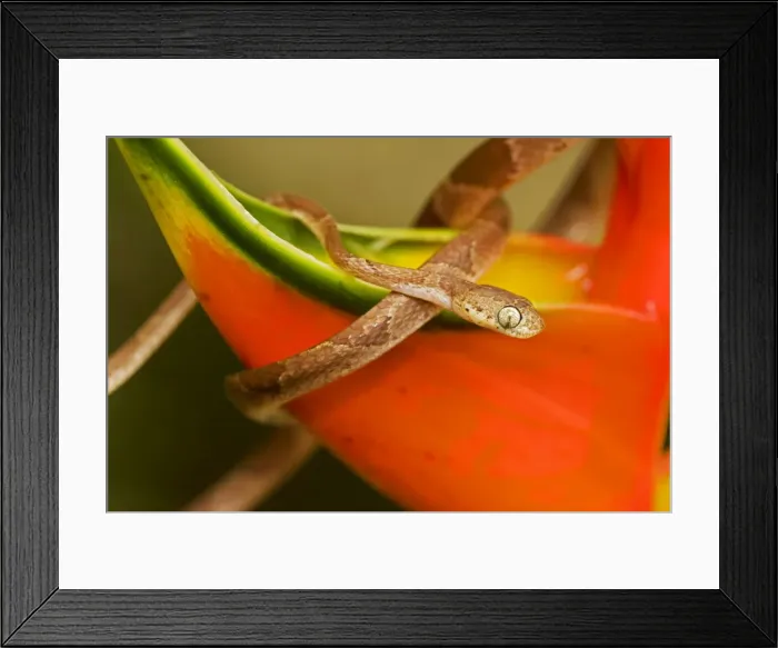 Framed Print : Mapepire Corde Violon / Blunthead Tree Snake - Costa Rica Framed Print : Mapepire Corde Violon / Blunthead Tree Snake - Costa Rica