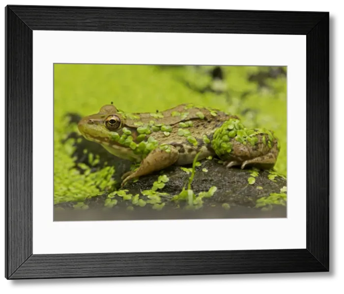 Framed Print : Green Frog - in duckweed - New York - USA Framed Print : Green Frog - in duckweed - New York - USA