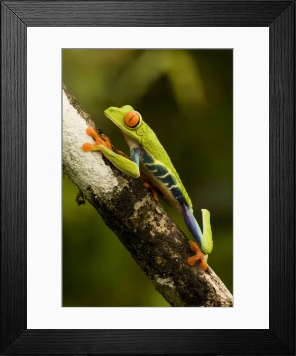 Framed Print : Red-eyed Treefrog - Costa Rica Framed Print : Red-eyed Treefrog - Costa Rica