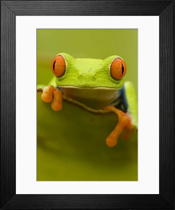Framed Print : Red-eyed Treefrog - Costa Rica Framed Print : Red-eyed Treefrog - Costa Rica