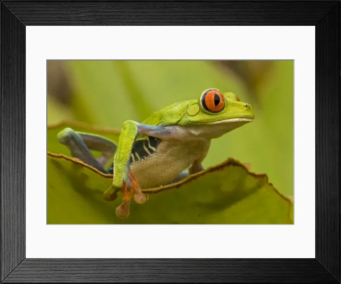 Framed Print : Red-eyed Treefrog - Costa Rica Framed Print : Red-eyed Treefrog - Costa Rica
