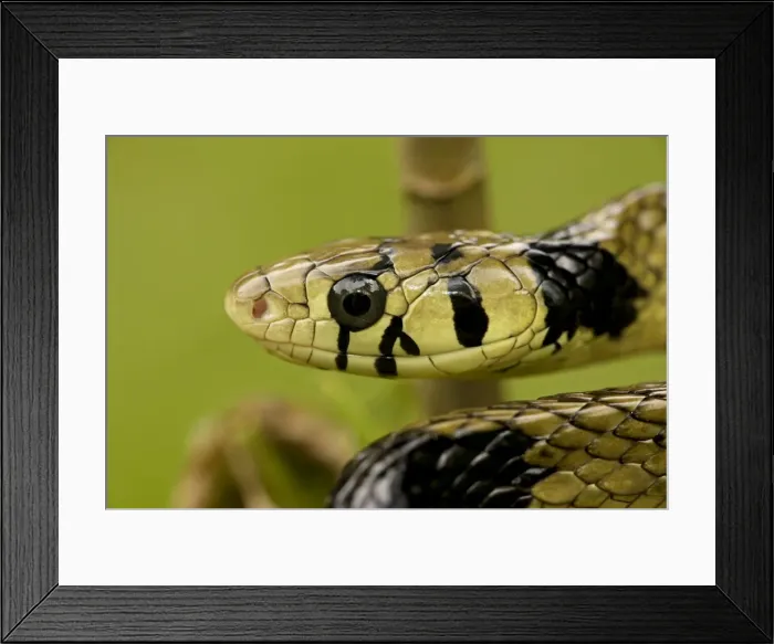 Framed Print : Tropical / Tiger Rat Snake - Costa Rica Framed Print : Tropical / Tiger Rat Snake - Costa Rica