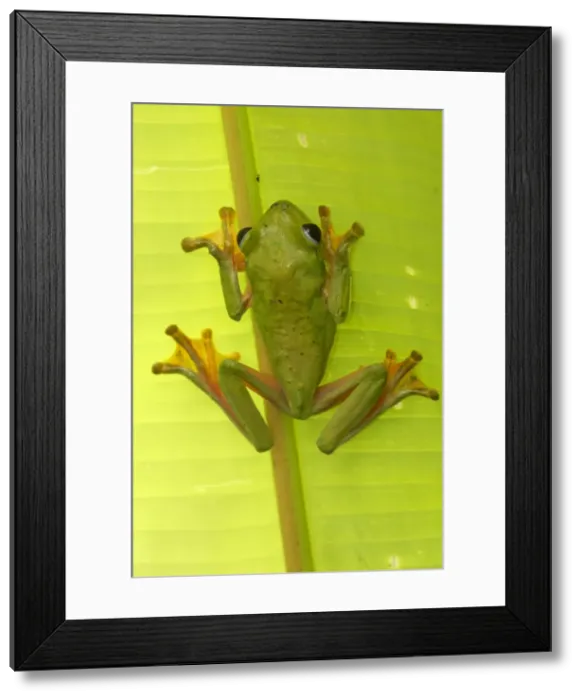 Framed Print : Gliding Leaf Frog - Costa Rica Framed Print : Gliding Leaf Frog - Costa Rica