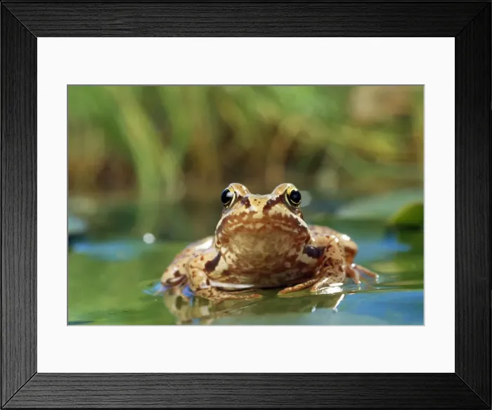 Framed Print : Common Frog Framed Print : Common Frog
