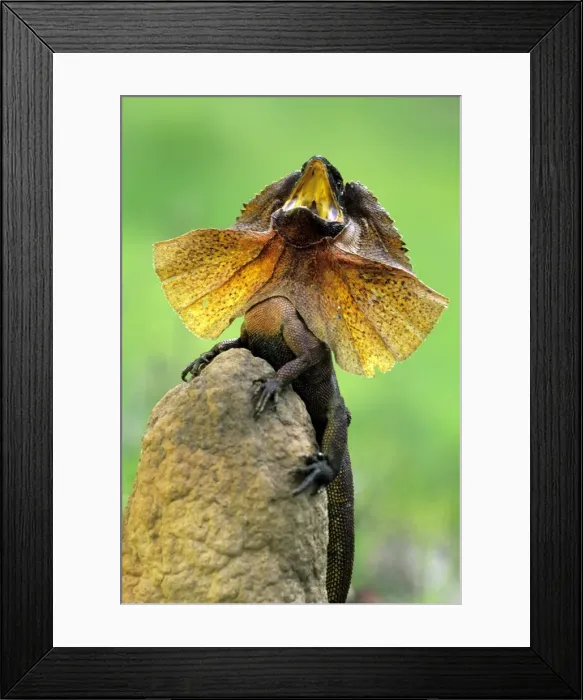Framed Print : Frilled Lizard Framed Print : Frilled Lizard