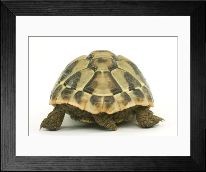 Framed Print : Tortoise - rear view in studio Framed Print : Tortoise - rear view in studio