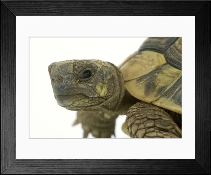 Framed Print : Tortoise - in studio Framed Print : Tortoise - in studio