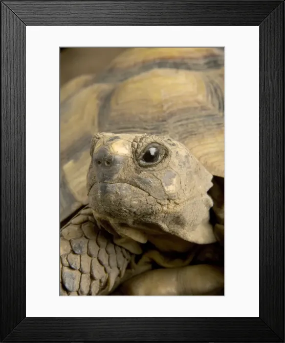 Framed Print : Hermann's Tortoise