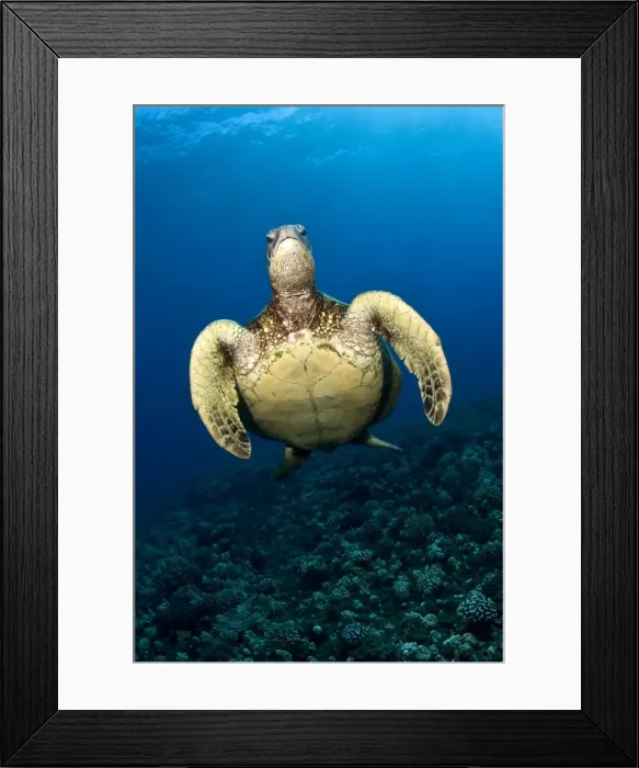 Framed Print : Hawksbill Turtle - Lana'i - Maui Framed Print : Hawksbill Turtle - Lana'i - Maui