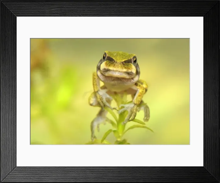 Framed Print : European Treefrog - between tadpole and frog - close-up of face - Switzerland Framed Print : European Treefrog - between tadpole and frog - close-up of face - Switzerland