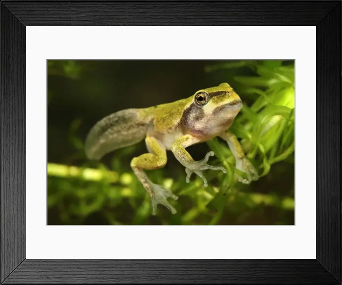 Framed Print : European Treefrog - between tadpole and frog - Switzerland Framed Print : European Treefrog - between tadpole and frog - Switzerland