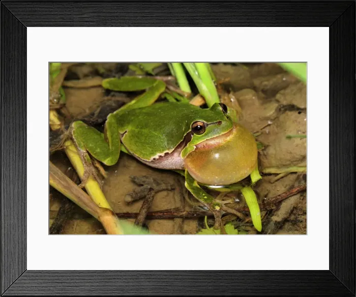 Framed Print : European Treefrog - calling - Switzerland Framed Print : European Treefrog - calling - Switzerland