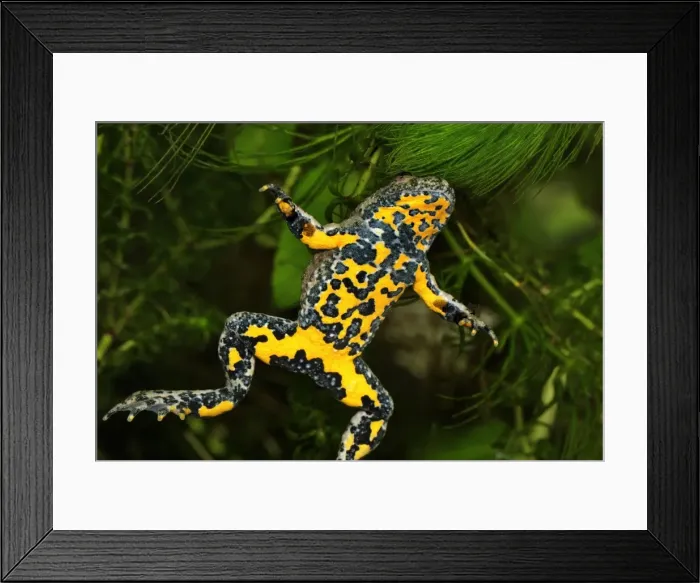 Framed Print : Yellow-bellied Toad - Switzerland Framed Print : Yellow-bellied Toad - Switzerland
