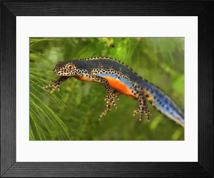 Framed Print : Alpine Newt - male - Switzerland