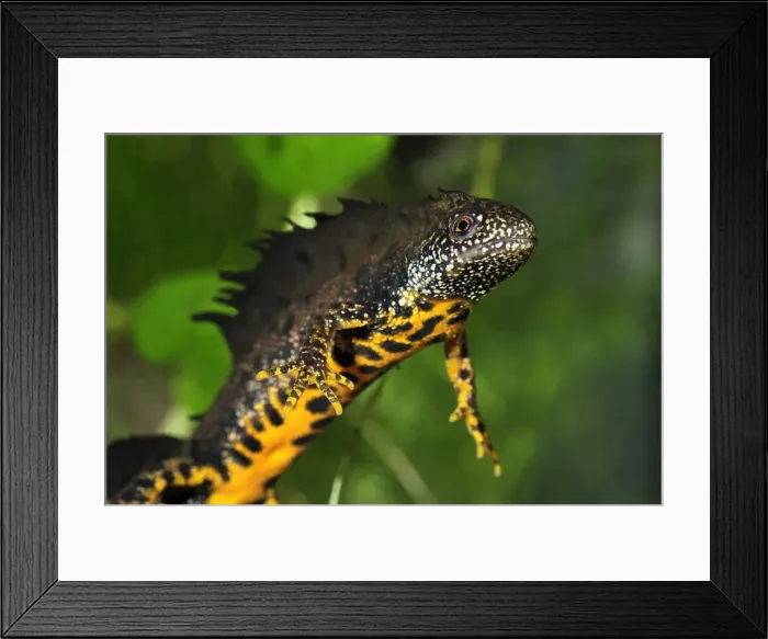 Framed Print : Great Crested Newt - male - Switzerland Framed Print : Great Crested Newt - male - Switzerland