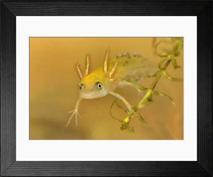 Framed Print : Smooth Newt Common Newt - larvae - Switzerland Framed Print : Smooth Newt Common Newt - larvae - Switzerland
